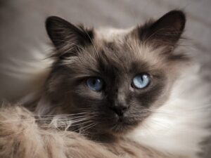 En close-up af en burmesisk kat med blødt og fluffy pels i nuancer af brunt og creme og intense blå øjne som kigger direkte mod kameraet