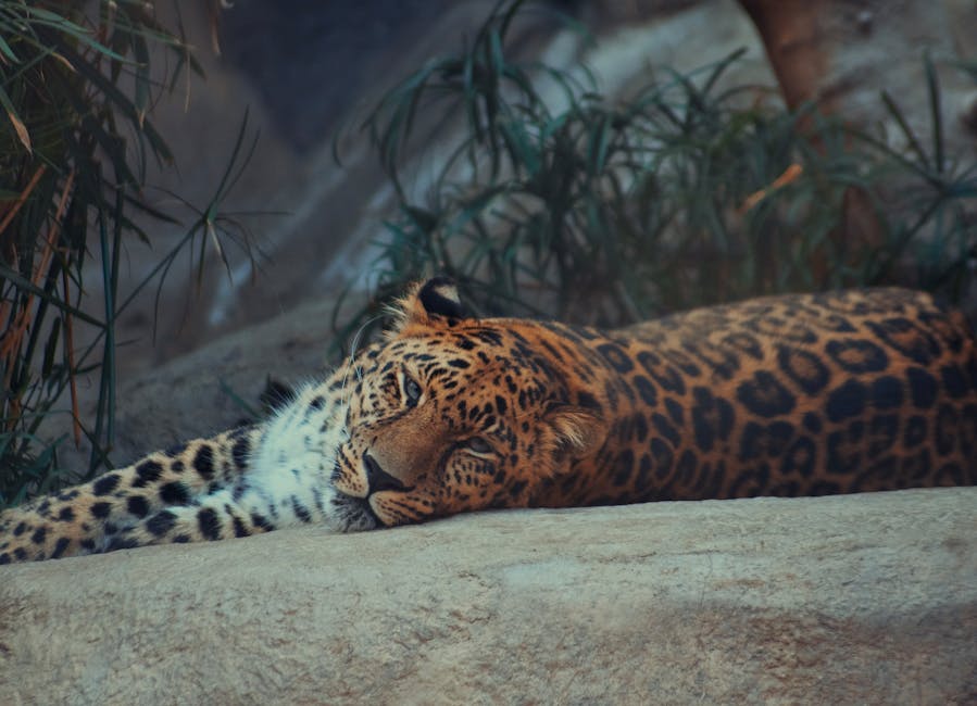 En californisk spangle leopard ligger afslappet på en sten omgivet af grønne planter med den ene pote strakt ud og ansigtet hvilede på jorden. Dyret har en tydelig pels med brune og sorte pletter og ser ud til at være i hvile.