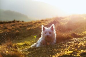 hvid hund med spidse ører ligger på en grøn eng med sollys som stråler over landskabet i baggrunden