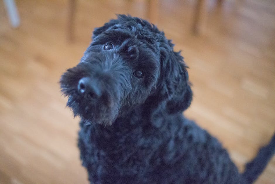 En sort hund med krøllet pels ser op med et venligt udtryk på en trægulv.