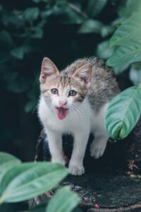 En lille kat står blandt grønne blade med munden åben som om den purrer eller leger, dens pels er en blanding af grå og hvid med tydelige striber, katteøjnene ser nysgerrigt ud i retning af beskueren.