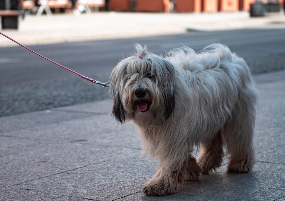 En hvid hund med krøllet pels går på fortovet med en pink snor