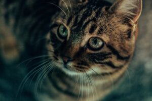 Nærbillede af en chausie kat med stribede pels og store grønne øjne der ser opad
