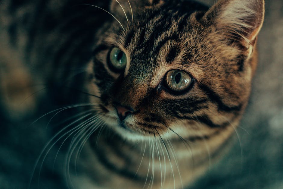 Nærbillede af en chausie kat med stribede pels og store grønne øjne der ser opad