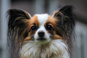 Portræt af en klæbrig hund med brune og hvide pletter og lange, silkeagtige ører der ser op med store mørke øjne hundens pels er snavset fra leg udenfor