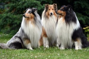 Tre collier sidder sammen i en grøn græsplæne med buske i baggrunden. Den første hund har en grå og hvid pels, den anden har en orange og hvid pels, og den tredje har en sort og hvid pels. Alle tre hunde har lang og flot pels.