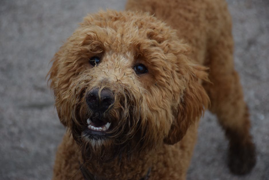 En krøllet hund med en lys brun pels ser glad ud med sit åbne ansigt og store nysgerrige øjne, står på en grå overflade