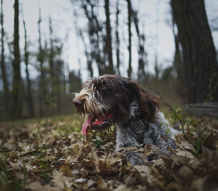 En hund med en shaggy pels ligger blandt blade i en skov omgivet af træer, det ser ud til at være en overcast dag med blødt lys.