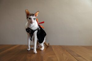 En Devon Rex kat med en sort kjole og en rød sløjfe står på et trægulv med en lys væg i baggrunden