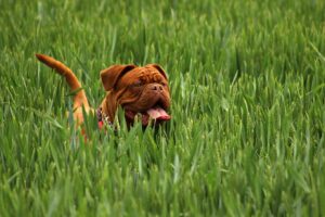 En dogue de Bordeaux hund står midt i en grøn græsmark med tungen ude og ser afslappet ud.