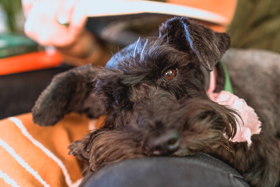 En sort dværgschnauzer ligger afslappet med hovedet hvilende på en persons ben i et hjemligt miljø. Hunden har en blød pels og et venligt udtryk.