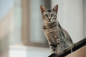 Billede af en egyptisk mau kat der sidder på en forrude med stribede pels og grønne øjne i en uskarp baggrund