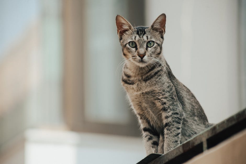 Billede af en egyptisk mau kat der sidder på en forrude med stribede pels og grønne øjne i en uskarp baggrund