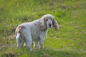 Engelsk cocker spaniel står på en grøn eng med lidt højt græs og kigger tilbage over sin skulder