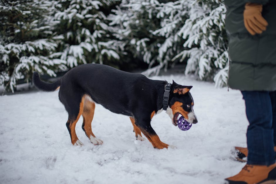 En entlebucher sennenhund går i sneen med en lilla bold i munden ved siden af en person iført en grøn jakke og brune støvler med sne omgivet af grønne træer dækket af sne