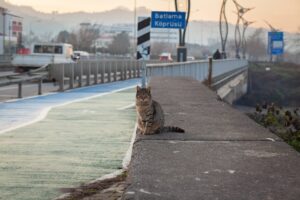 Katten sidder på kanten af en betonmur ved en vej med trafik og en bro i baggrunden. Der er malet farver på vejen, og der ses trafikskilt og bygninger i nærheden under en lys morgenhimmel.