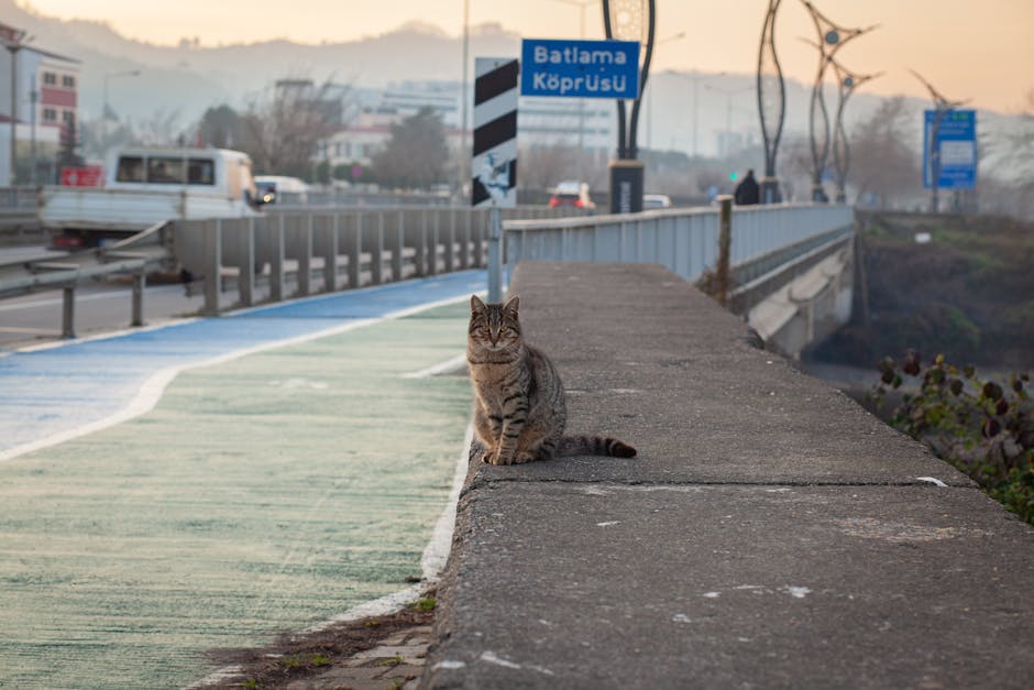 Katten sidder på kanten af en betonmur ved en vej med trafik og en bro i baggrunden. Der er malet farver på vejen, og der ses trafikskilt og bygninger i nærheden under en lys morgenhimmel.