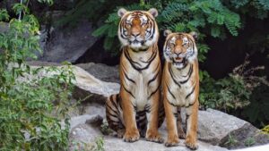 To voksne tigre står sammen på en klippe med grønt område i baggrunden. Den større tiger ser majestætisk ud, mens den mindre tiger smiler.