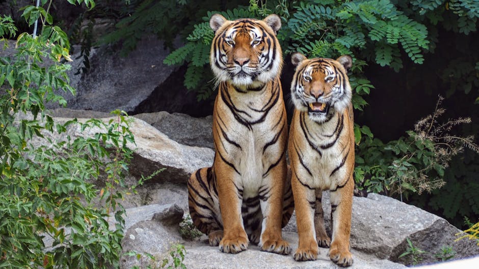To voksne tigre står sammen på en klippe med grønt område i baggrunden. Den større tiger ser majestætisk ud, mens den mindre tiger smiler.