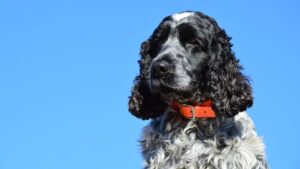 En sort og hvid field spaniel med krøllet pels står stolt mod en klar blå himmel iført en orange hundehalsbånd.