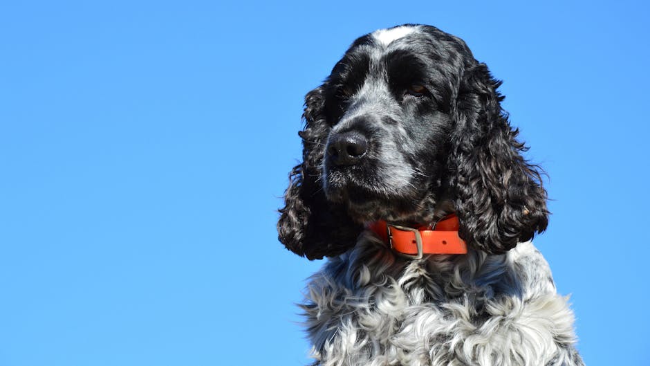 En sort og hvid field spaniel med krøllet pels står stolt mod en klar blå himmel iført en orange hundehalsbånd.