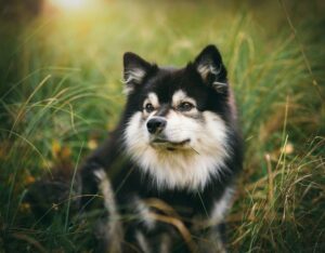 En finsk lapphund med sort og hvid pels ligger i højt græs og ser op mod kameraet med en rolig og opmærksom mine