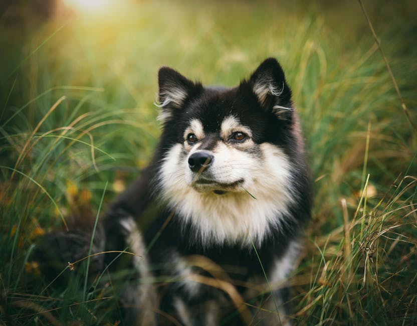 En finsk lapphund med sort og hvid pels ligger i højt græs og ser op mod kameraet med en rolig og opmærksom mine