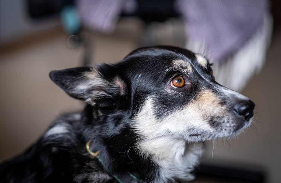 Sort hund med brune øjne og spidse ører sidder på en blød overflade i et rum med blide farver og baggrundselementer som en stol og et tæppe
