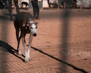 Galgoen går roligt på jorden i en hundepark med flere mennesker i baggrunden som holder deres hunde