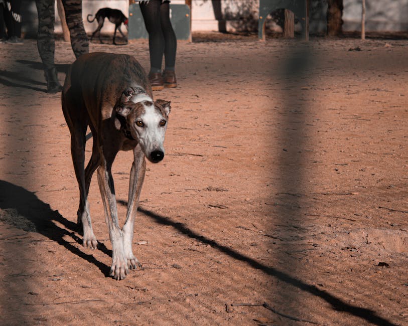 Galgoen går roligt på jorden i en hundepark med flere mennesker i baggrunden som holder deres hunde