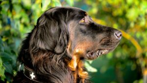 Profilbillede af en Gordon Setter hund med lang, bølget pels i sort og brun, stående blandt grønne blade i en naturskøn setting.