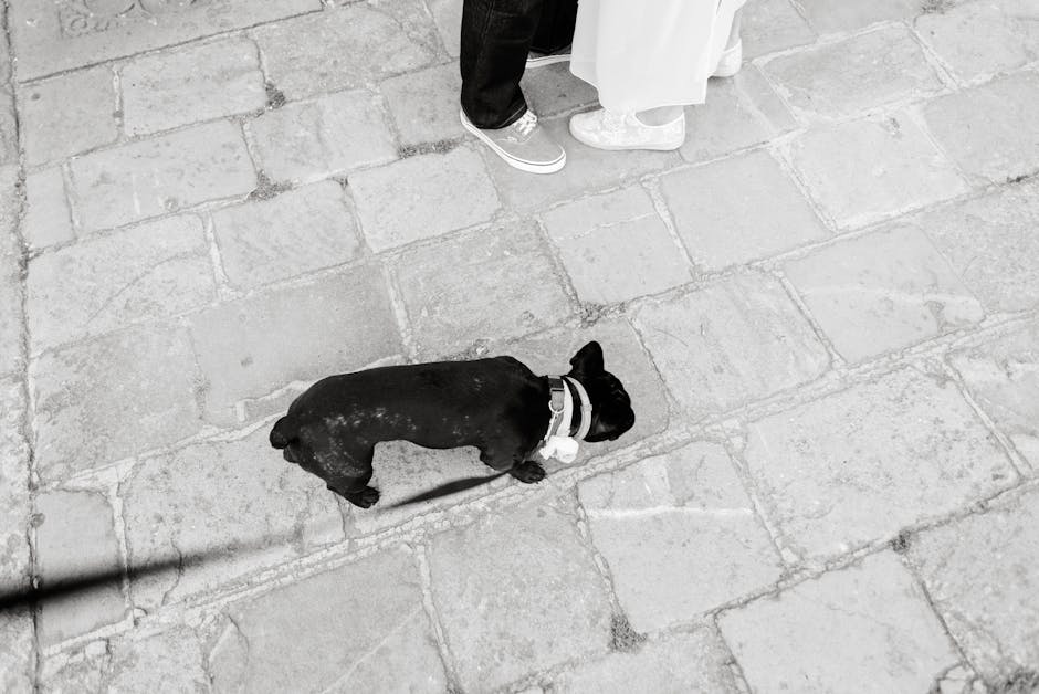 En sort hund går på brostensbelægning tæt på en person med en hvid kjole og en anden person iført jeans og sneakers