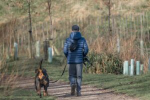 Mand iført en blå jakke går en hund af racen griffon bleu de Gascogne på en sti omgivet af højt græs og træer