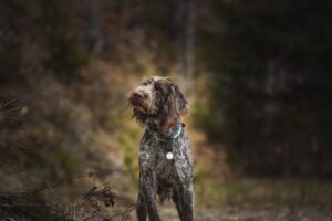 Griffon Korthals hund står majestætisk i en skovbund med sløret baggrund af træer og jord, den har en vild og busket pels i brune og grå nuancer, med halvdækket ansigt og en halsbånd i blå farve