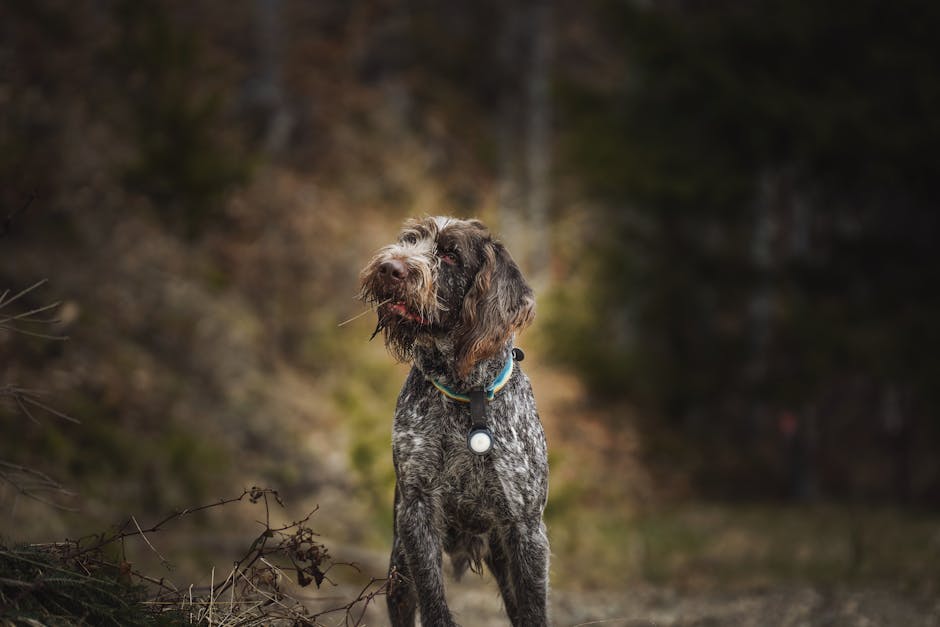 Griffon Korthals hund står majestætisk i en skovbund med sløret baggrund af træer og jord, den har en vild og busket pels i brune og grå nuancer, med halvdækket ansigt og en halsbånd i blå farve