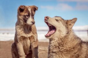 To billeder af hunde i et naturlandskab en hvalp der kigger på en voksen hund der gaber med en blå himmel i baggrunden
