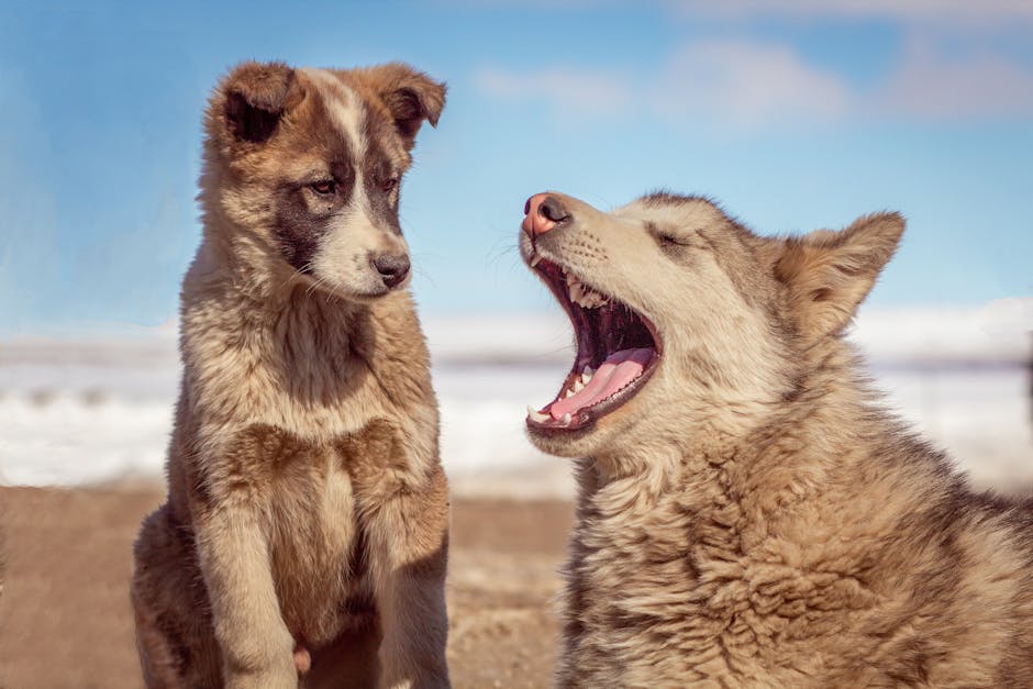 To billeder af hunde i et naturlandskab en hvalp der kigger på en voksen hund der gaber med en blå himmel i baggrunden