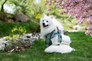 En hvid hund iført en traditionel dragt sidder på grønt græs blandt blomstrende kirsebærtræer og små sten. Hundeansigtet er venligt og den smiler, mens den ser ud mod kameraet.