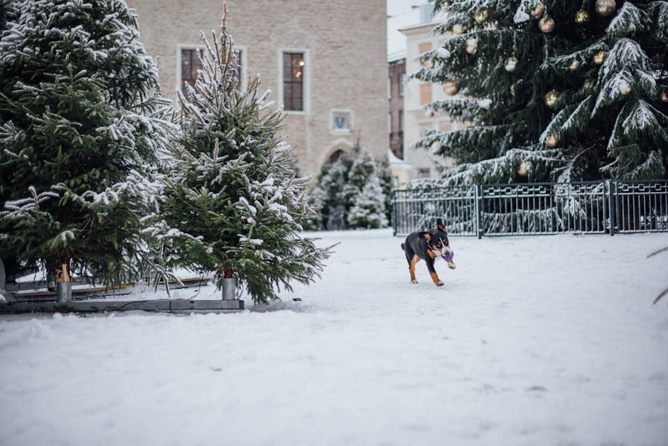 En sort og brun hund løber gennem sneen i en park omringet af juletræer med sne og dekorationer i baggrunden