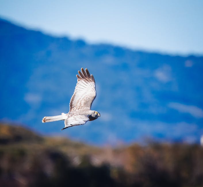 En harrier fugl i flugt foran en uskarp baggrund af bjerge og natur med klare himmeltoner