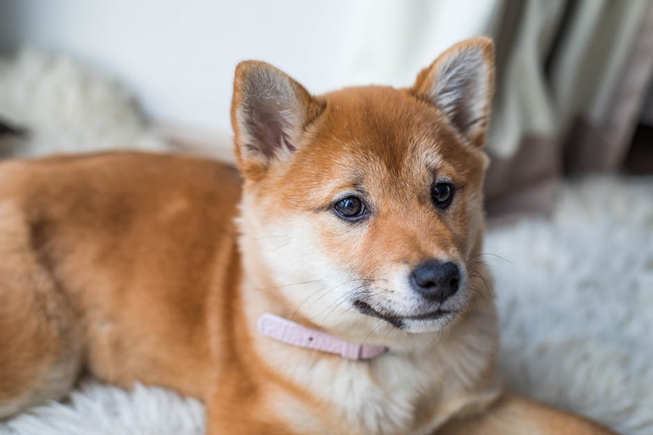 En tæt på billede af en sød hund med orange pels der ligger på et blødt tæppe i et lyst rum hunden har et nysgerrigt udtryk og en pink halsbånd