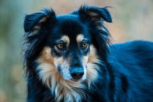 Hollandsk hyrdehund med sort og brun pels står i skovmiljø med sløret baggrund og ser opmærksomt mod kameraet
