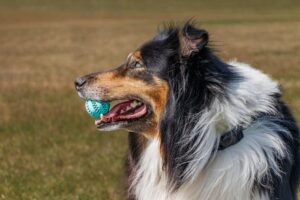 En hollandsk hyrdehund med langt hår står i en grøn eng med en blå bold i munden. Hunden ser glad ud med tungen hængende ude og har pelsen i nuancer af sort, hvid og brun.