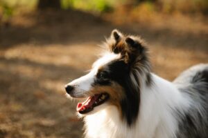 En hollandsk hyrdehund med sort og hvid pels står på en grusvej med skov i baggrunden hunden smiler med åben mund og ser glad ud