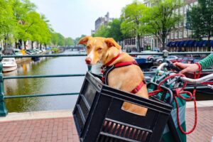 Hund i cykelkurv med en rød sele sidder og ser ud over en kanal omgivet af træer og bygninger i Amsterdam