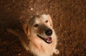 En glad hund ser op med et venligt ansigt og lys pels i en naturlig baggrund.