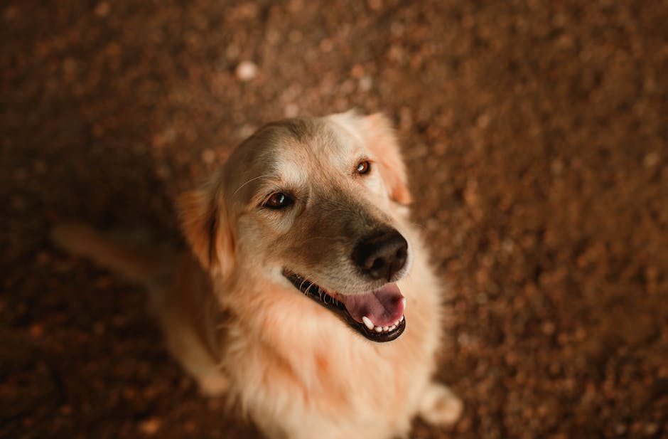 En glad hund ser op med et venligt ansigt og lys pels i en naturlig baggrund.