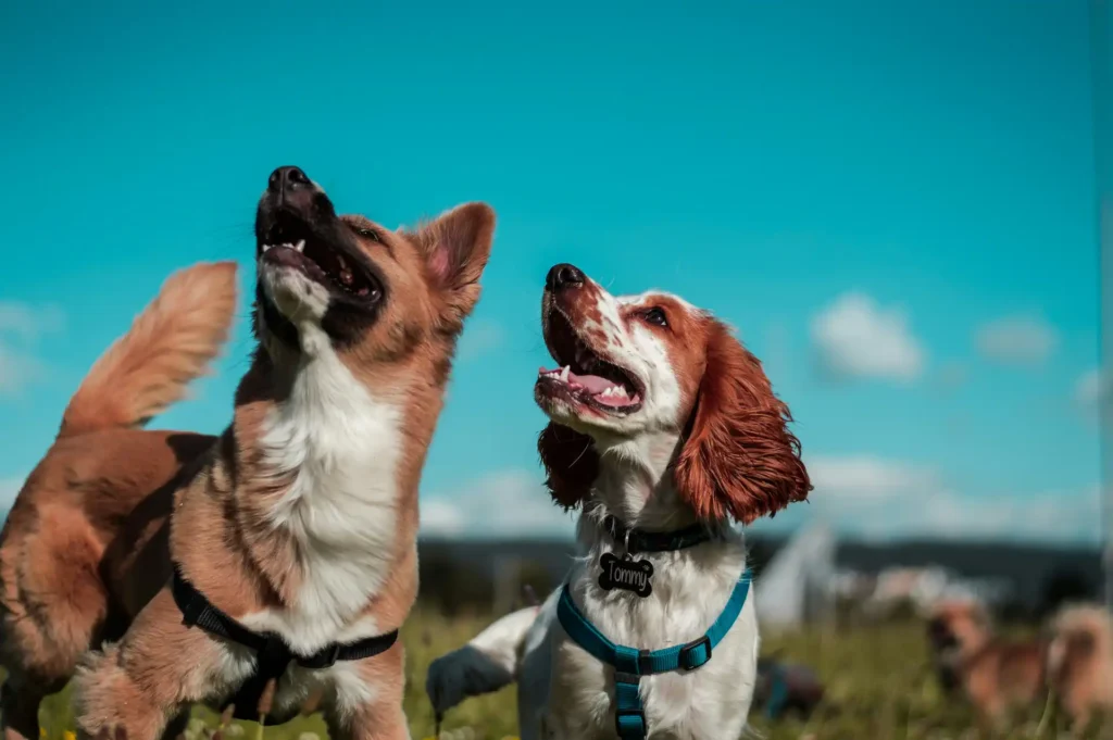 To hunde står i en mark under en klar blå himmel den brune hund med en sort sele ser opad mens den hvide hund med kastanjefarvet pels smiler begge ser glade og aktive ud