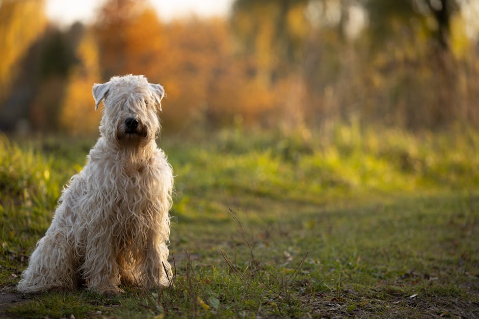 En hvid, krøllet hund af racen irsk blødcoated wheaten terrier sidder på en græsmark omgivet af efterårsfarver i baggrunden.