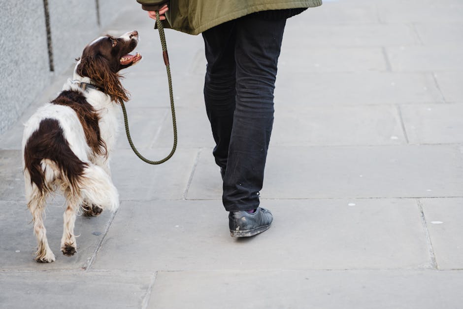 En person går på fortovet med en irsk setter hund som ser op på dem med en glad udtryk hunden har en brun og hvid pels og er i snor